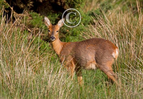Roe Deer Doe DM1123